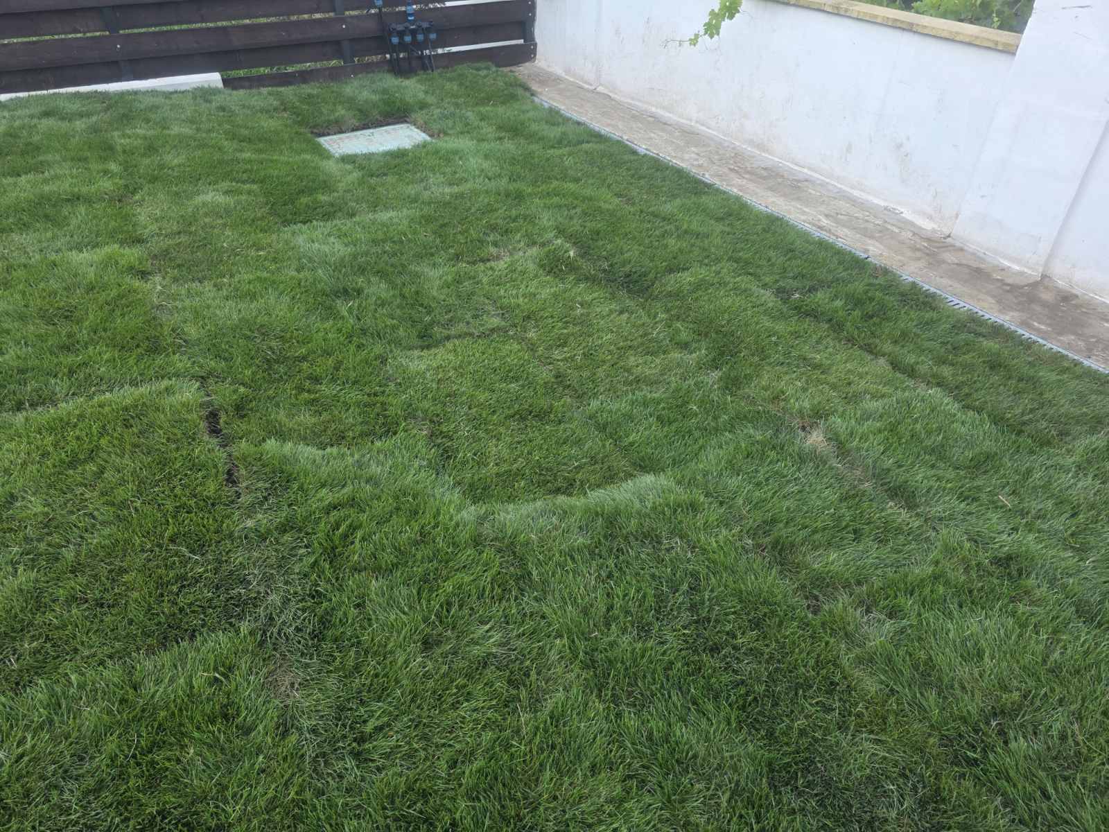 Așezarea gazonului rulată